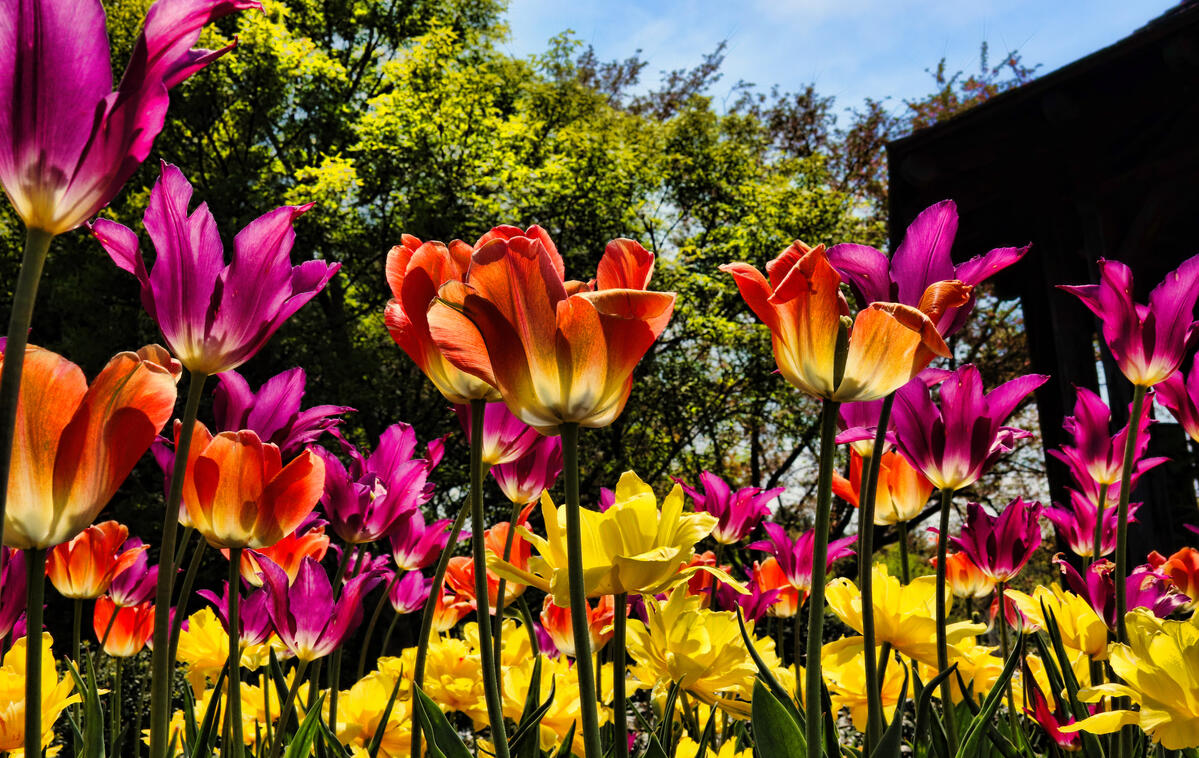 Tulip Heaven A rainbow of red, purple, orange and yellow tulips shot at an upward angle against green trees and a blue sky. The shadowy form of a gazebo is on the right.