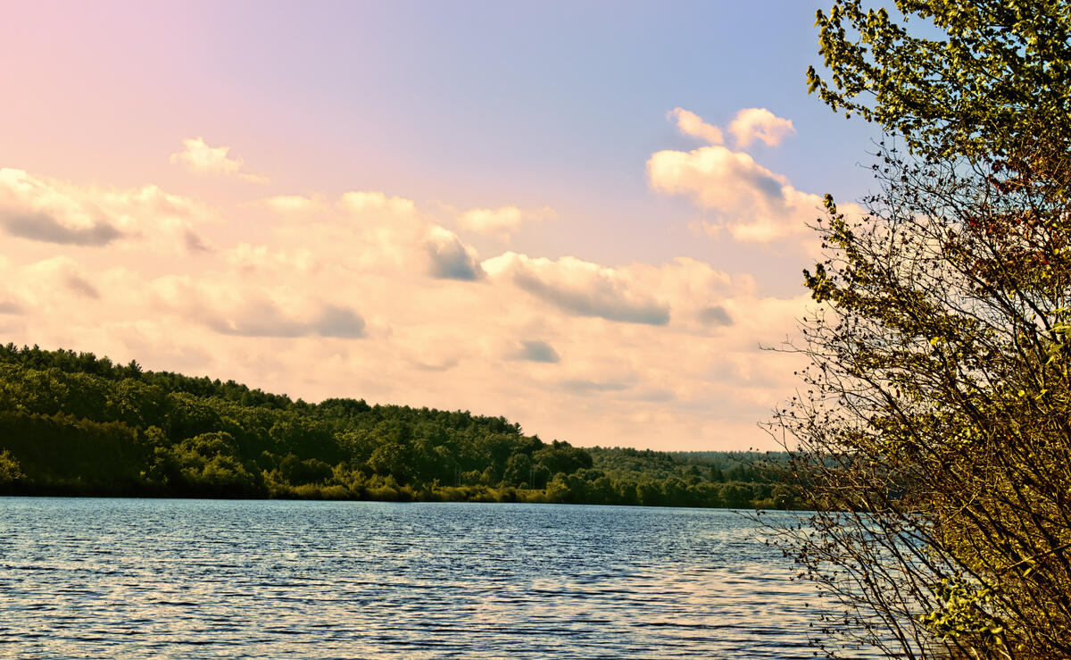 A landscape at the Wachusett Reservoir near sunset. The sky is pink, purple and blue with yellow/orange clouds over fir trees and the water. A yellow tree and shrub are on the right side.