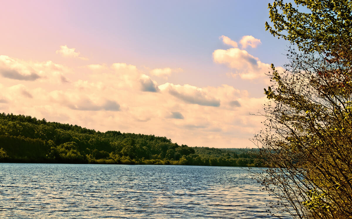 Summer's End A landscape at the Wachusett Reservoir near sunset. The sky is pink, purple and blue with yellow/orange clouds over fir trees and the water. A yellow tree and shrub are on the right side.