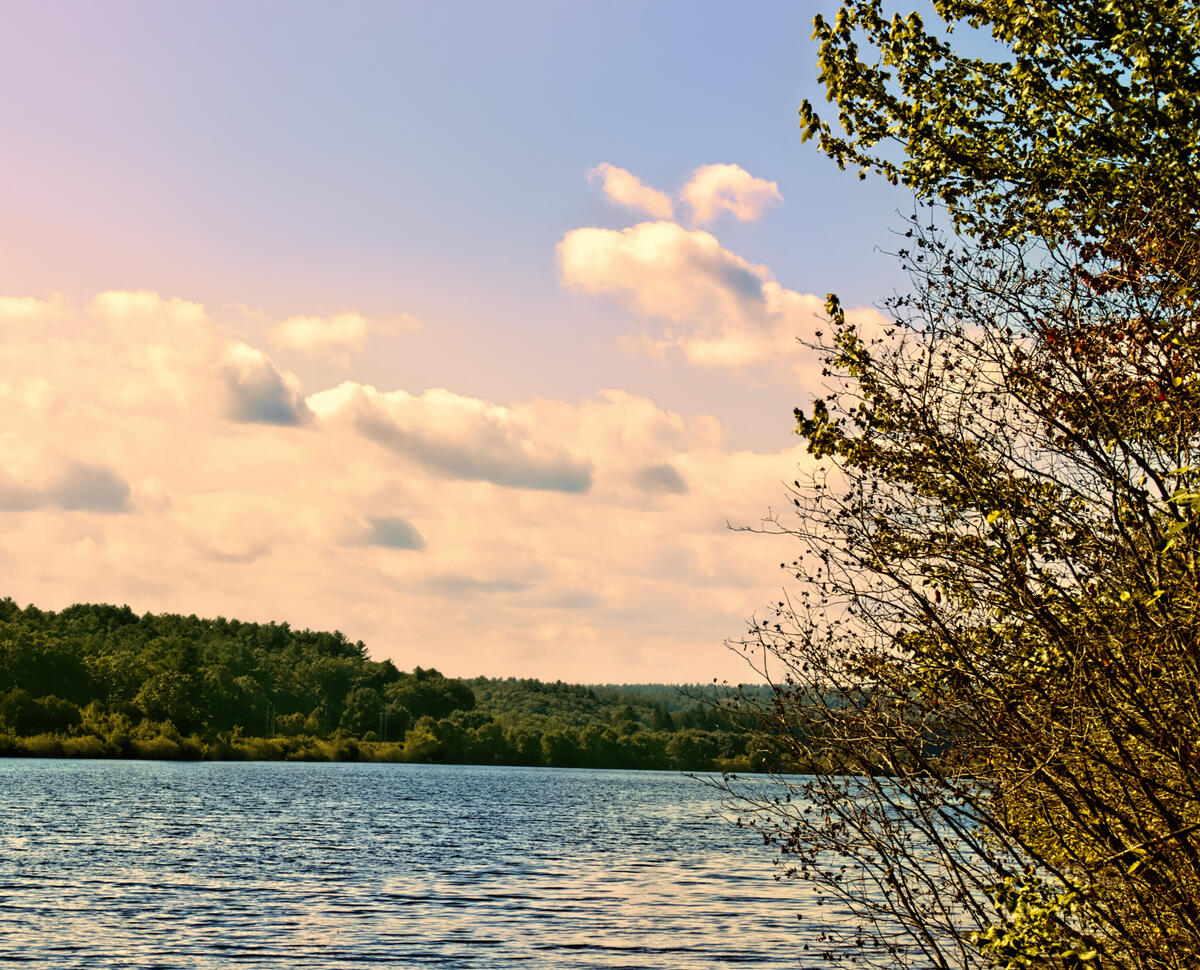 A landscape at the Wachusett Reservoir near sunset. The sky is pink, purple and blue with yellow/orange clouds over fir trees and the water. A yellow tree and shrub are on the right side.