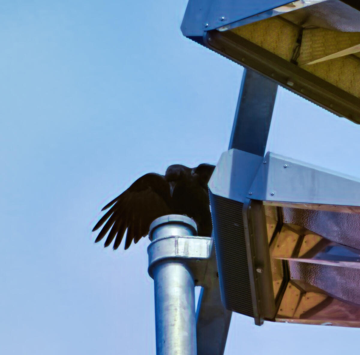 Waving Goddess A crow spreads their wings while perched on a metal pole supporting three floodlights. The clear blue sky provides a serene backdrop, contrasting with the industrial elements of the lights and pole.