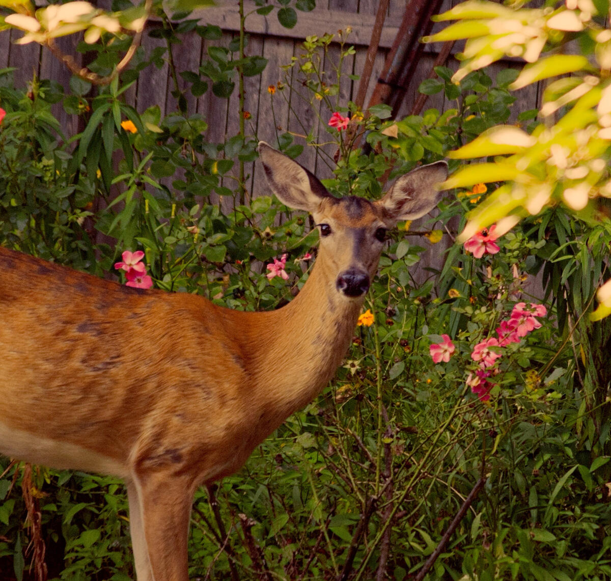 The Visit A doe looking right into the camera lens.