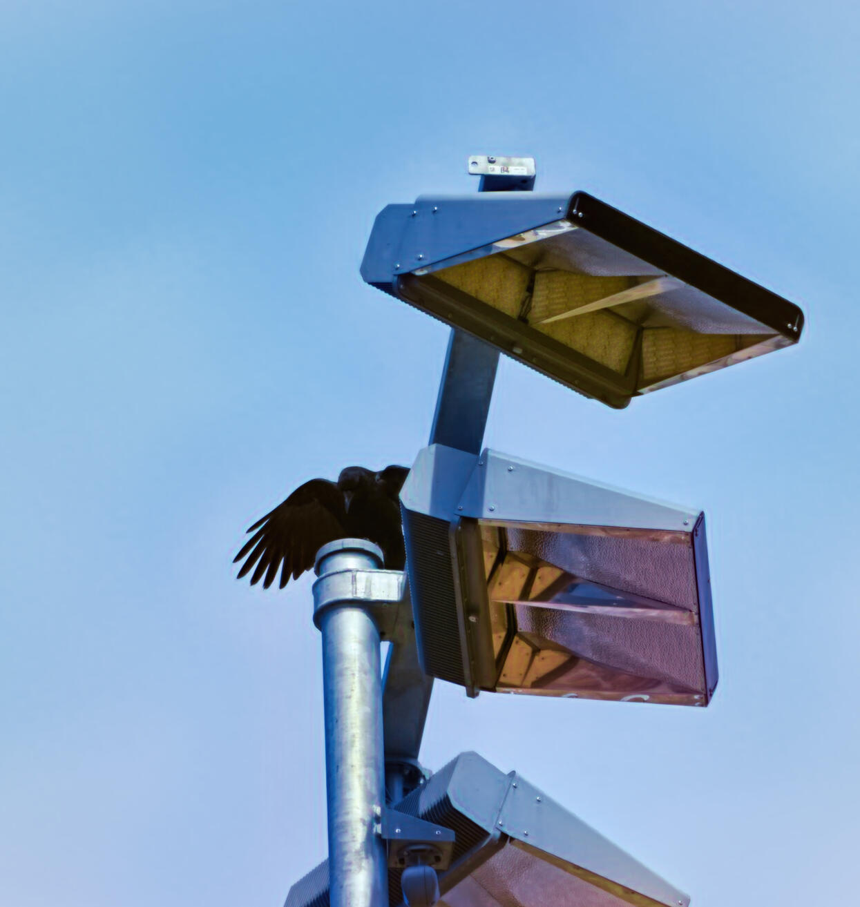 A crow spreads its wings while perched on a metal pole supporting three floodlights. The clear blue sky provides a serene backdrop, contrasting with the industrial elements of the lights and pole.