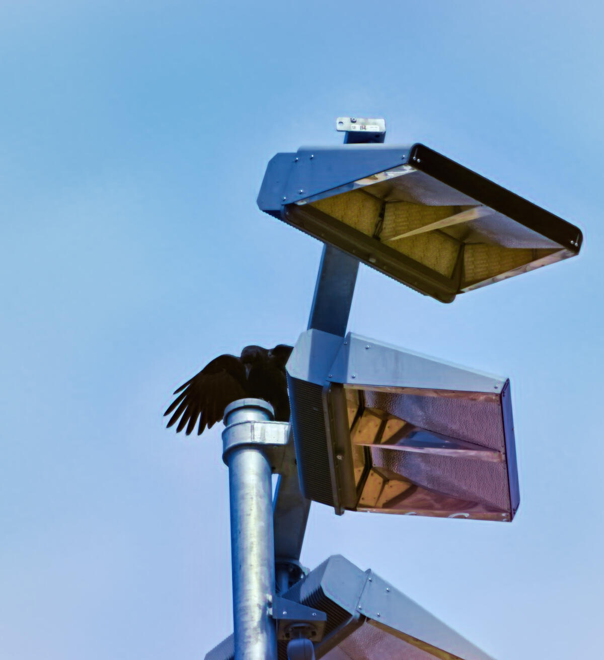 Waving Goddess A crow spreads their wings while perched on a metal pole supporting three floodlights. The clear blue sky provides a serene backdrop, contrasting with the industrial elements of the lights and pole.