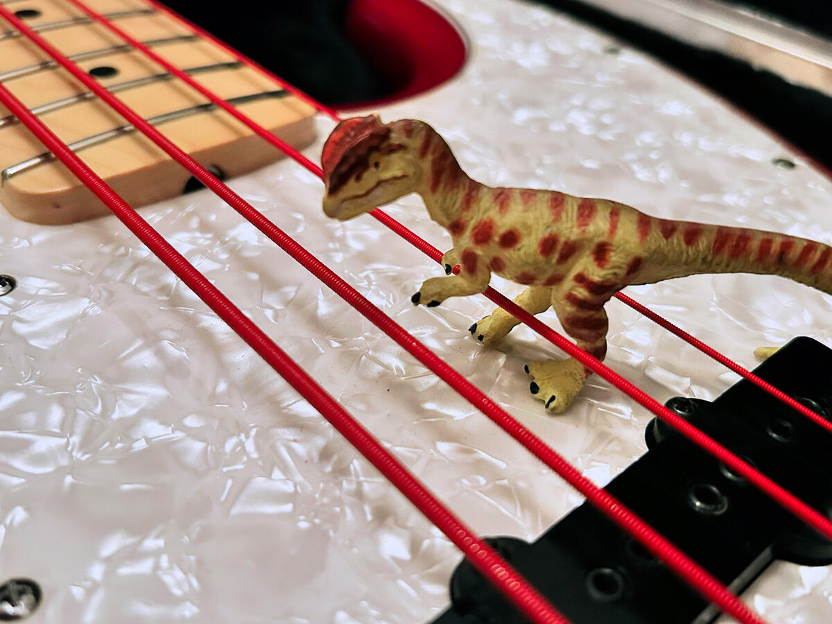 A little green, plastic Dilophosaurus standing on the white pearloid pickguard of a red Fender Jazz Bass between the neck pickup and the maple fingerboard. The four strings are red in colour.