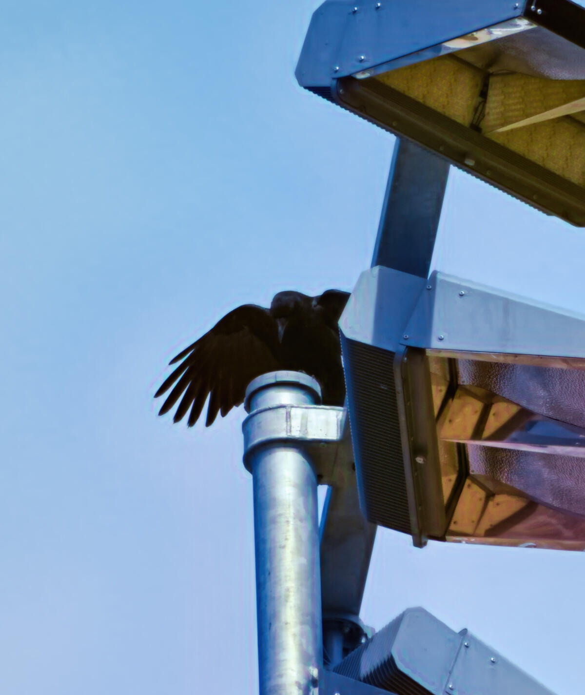 Waving Goddess A crow spreads their wings while perched on a metal pole supporting three floodlights. The clear blue sky provides a serene backdrop, contrasting with the industrial elements of the lights and pole.