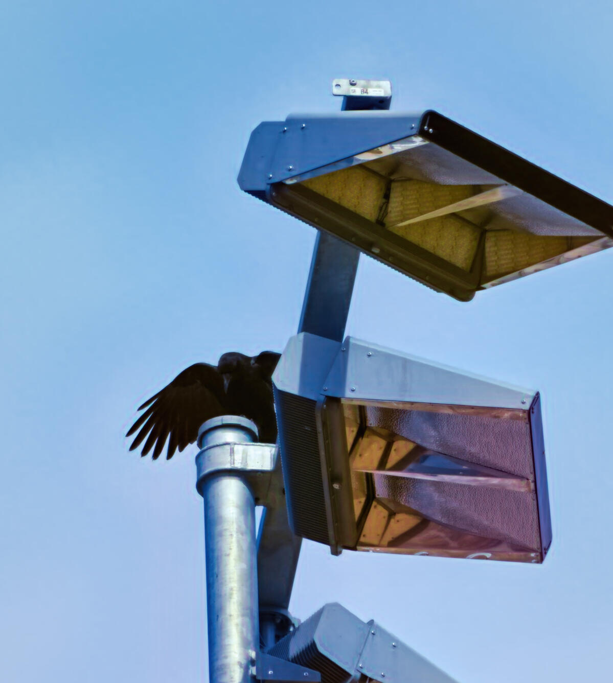 Waving Goddess A crow spreads their wings while perched on a metal pole supporting three floodlights. The clear blue sky provides a serene backdrop, contrasting with the industrial elements of the lights and pole.